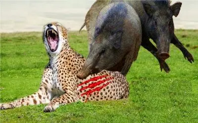 نبرد حیات وحش/شکست مفتضحانه پلنگ از گراز در میدان جنگ /همیدگرو به خاک و خون کشیدن