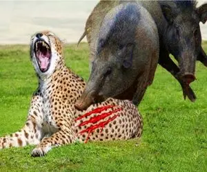 نبرد حیات وحش/شکست مفتضحانه پلنگ از گراز در میدان جنگ /همیدگرو به خاک و خون کشیدن