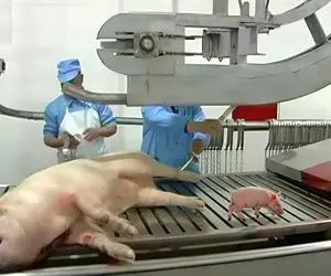 فرآوری خوک؛ خوک سیاه کریه رو زنده از کوره آتش رد کرد گذاشت تو چرخ گوشت سوسیس بشه 