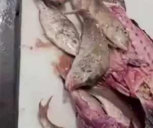 لحظه جالب؛ ماهی هامور شکمو 14 تا ماهی دیگه رو خورده حالا دارن از تو شکمش درشون میارن