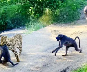 از جذابیت های حیات وحش؛ پلنگ با زیرکی بابون رو کُشت اما قسمت نشد گوشتش رو بخوره