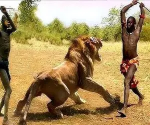 جنگجویان طبیعت؛ شیر شرور به نگهبان حمله کرد مردم ماسایی با تبر و نیزه شرحه اش کردن