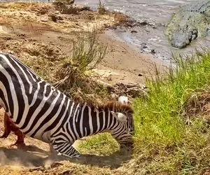 از جذابیت های حیات وحش؛ تمساحی که شکم گورخر رو سفره کرد و بیچاره ایستاده جان داد