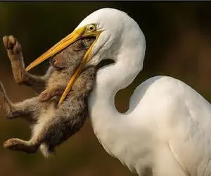 مستند حیات وحش / وقتی خرگوش به آرامی درون پرنده دراز منقار ذوب میشود