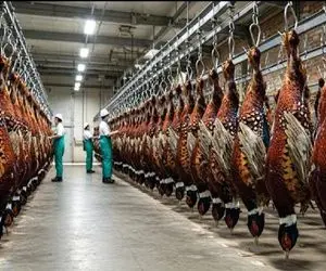 فرآوری قرقاول؛ پردازش میلیونی قرقاول برای گوشت و تخم لذیذ