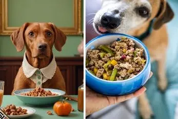 غذای چهارپای دوس داشتنی؛ سگ ها عاشق این غذاهای خانگی مفید میشن که خوشمزه و مغذی اند