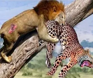 مستند حیات وحش؛ پلنگ شکارو برد رو درخت با کسی سهیم نشه شیر فناش داد