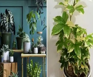 زیباترین گیاهان آپارتمانی که از رشد سریع برخوردار هستن / تو یه ماه تا 1 متر قد میکشن