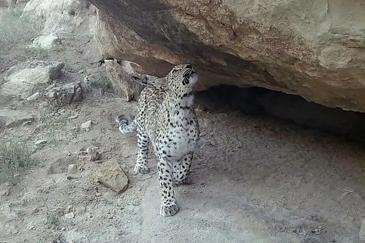 مستند حیات وحش؛ تصاویر دوربین مدار بسته از پلنگ زیبای ایرانی در دل شب 