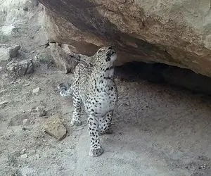 مستند حیات وحش؛ تصاویر دوربین مدار بسته از پلنگ زیبای ایرانی در دل شب 