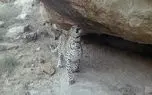 مستند حیات وحش؛ تصاویر دوربین مدار بسته از پلنگ زیبای ایرانی در دل شب