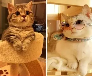 یادگیری زبون گربه ای؛ رمز و رازهای بین پیشی ها رو کشف کن تا بهت وابسته بشن