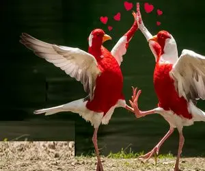 شاهکار حیات وحش؛ پرنده های زینتی نایاب شگفت انگیزترین معاشقه هارو برا پادشاهی دارن