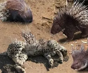 مستند حیات وحش؛ جگوار یورش برد جوجه تیغی تناول کنه اون با تیغش سوراخش کرد