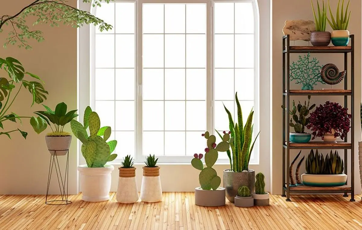 نجات گیاهان آپارتمانی خشک شده