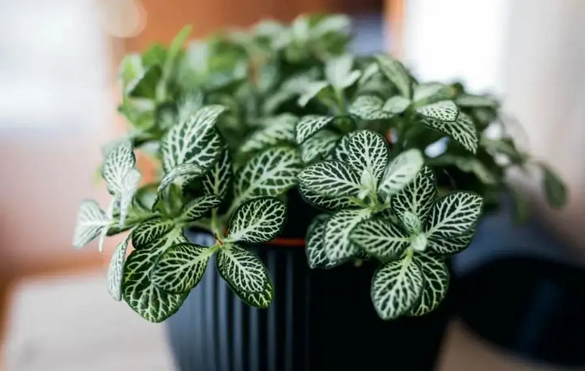 Fittonia-plant-maintenance-04