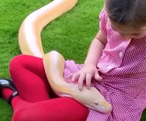 از عجایب روزگار؛ مار پیتون غول که شد حیوون خونگی این دختربچه و باهاش خاله بازی مینکه