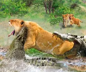 صحنه دهشتناک؛ تمساح ددمنش شیری که اومد از برکه آب بخوره به نیش کشید پاره کرد