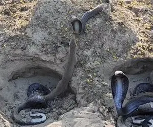 مستند حیات وحش؛ مانگوس دد هرچی مار میبینه میکشه تو سوراخش سرشو بخوره