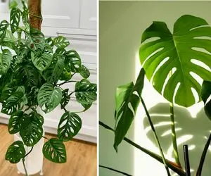 شرایط نگهداری از برگ انجیری / نکات طلایی برای رشد و شادابی گیاه