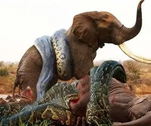 دیدنی های حیات وحش؛ پیتون غول محکم پیچید دور فیل و بعد مثل کشتی گیرا تابوندتش