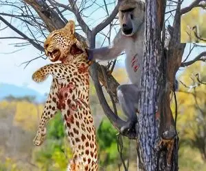 جذابیت حیات وحش؛ بابون سفاک رو درخت گلوی توله پلنگ و جر داد تا هدیه بده پیتون