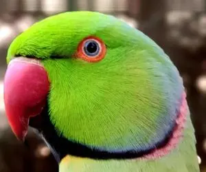 آن روی طبیعت وحشی؛ صحبت کردن طوطی زیبا که میگه: قربونت برم الهی! 