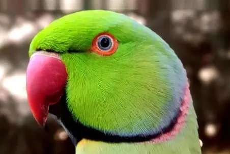 آن روی طبیعت وحشی؛ صحبت کردن طوطی زیبا که میگه: قربونت برم الهی! 