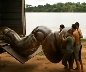 مستند حیات وحش / مردم آمازون دارن مار 100 متری که کل قبیله رو خورده تبعید میکنن