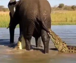 مستند حیات وحش؛ فیل تازه‌زا مقابل کمین کروکودیل‌ها