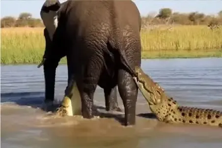 مستند حیات وحش؛ فیل تازه‌زا مقابل کمین کروکودیل‌ها