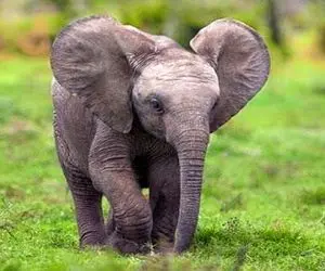 بدایع حیات وحش/ بچه فیل لوسی که دنبال گنجشکا میوفته عین کتلت پخش زمین میشه