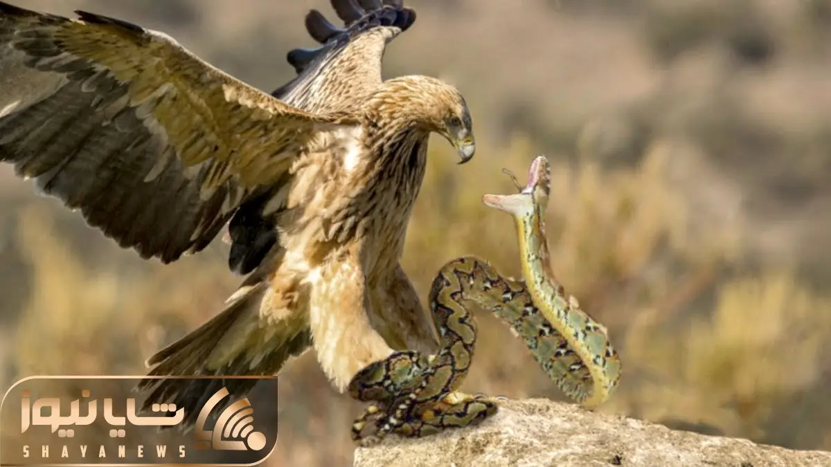 از جذابیت های حیات وحش؛ وقتی عقاب خیمه زد رو مار و چشم هاش رو از حدقه درآرود