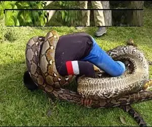 حیوانات غول پیکر؛ پیتون کله خر بعد خوردن یه شیر پیچید دور آقاهه تا بشه خلال دندونش