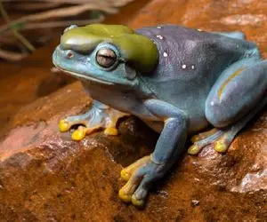 بدایع حیات وحش؛ قورباغه‌ ای که نامرئی می‌ شود