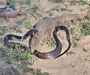 مستند حیات وحش؛ تلاش مذبوحانه مار شلنگی برای بلع کومودو غول