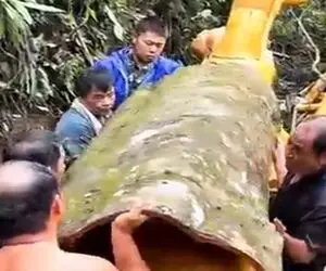 کشاورزی نوین؛ برا اون چوب دارچینی که راحت میندازیم تو چای پدر درختو با خنجر درمیارن