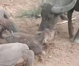 بر مدار وحش؛ کوودو با قساوت گوساله رو زنده جلوی مادرش می خورد