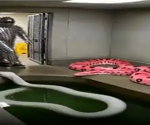 مستند حیات وحش؛ حمله پیتون صورتی به مرد زره پوش