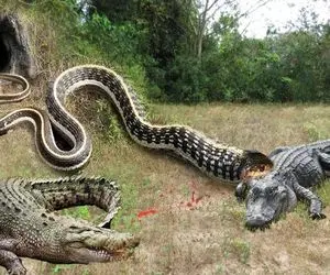 مستند حیات وحش؛ مار از تمساح بدش میاد دم لونش سبز میشه