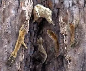 مستند حیات وحش؛ مسابقه مقابله با جاذبه بین خرس و پلنگ برای گوشت بره