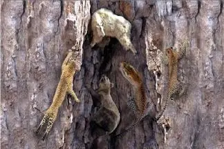 مستند حیات وحش؛ مسابقه مقابله با جاذبه بین خرس و پلنگ برای گوشت بره