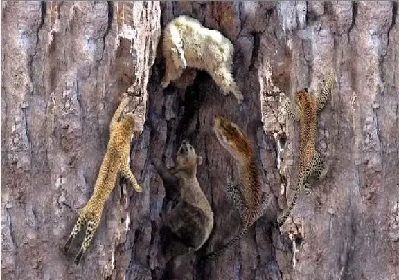 مستند حیات وحش؛ مسابقه مقابله با جاذبه بین خرس و پلنگ برای گوشت بره