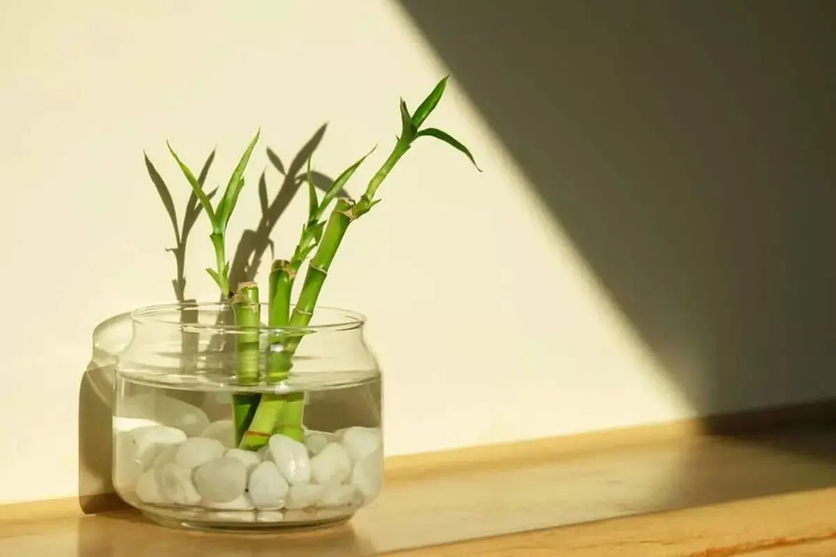 care-bamboo-03