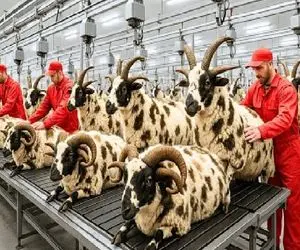 فرآوری پشم؛ بز تا وقتی پشم بده برا تولید البسه جاش رو تخم چشم کشاورزه