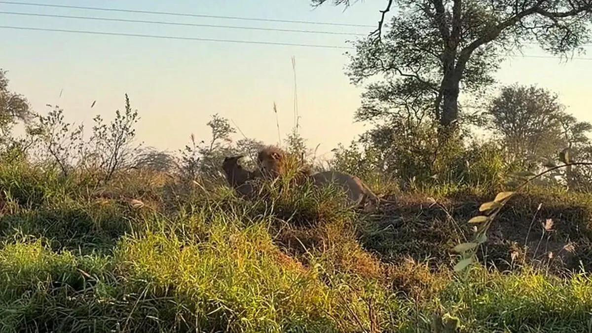 Male-Lion-Wrestles-A-Huge-Warthog-1-edited-ezgif.com-webp-to-jpg-converter