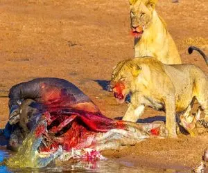 بدایع حیات وحش؛ شیر ددمنش شکم اسب آبی سفاک و سفره کرد نصفشو با کفتار سهیم شد