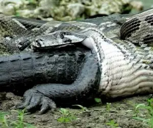 بدایع حیات وحش؛ لحظه نفس گیر بلعیدن تمساح نانازی توسط مار غول پیکر گرسنه