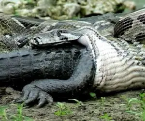 بدایع حیات وحش؛ لحظه نفس گیر بلعیدن تمساح نانازی توسط مار غول پیکر گرسنه