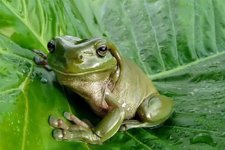 آن روی طبیعت وحشی؛ لحظه باورنکردنی پوست اندازی قورباغه انگار داره خودشو آنباکس میکنه